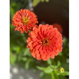 Salmon Queen Zinnia Seeds for Planting, 50+ Flower Seeds Per Packet, (Isla's Garden Seeds), Botanical Name: Zinnia elegans, Non GMO & Heirloom Seeds, Great Home Garden Gift