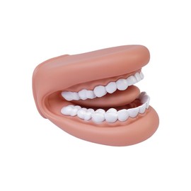 Tiardey Tooth Model Brushing Teaching Tooth Model Enlarged Mouth Model For Lectures And Teaching Educational Tooth Model Hand-Wear Soft Model For Student Classroom