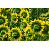 Natural Arnica (Arnica Montana) Oil For Dog & Cat 100ml: