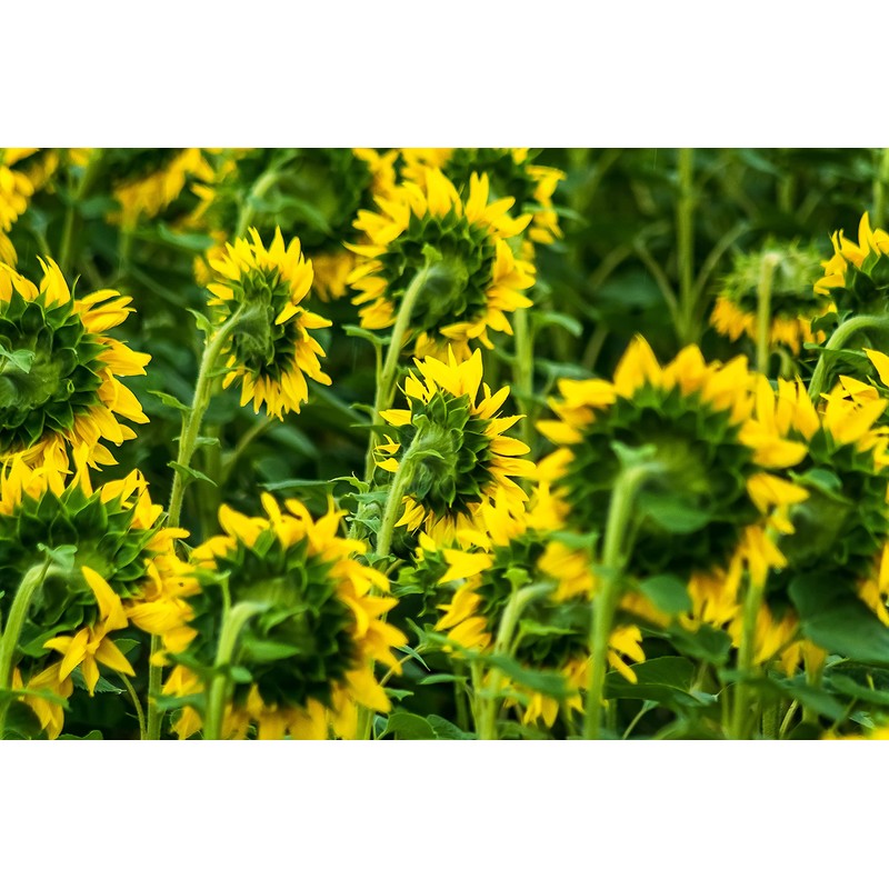 Natural Arnica (Arnica Montana) Oil For Dog & Cat 100ml: