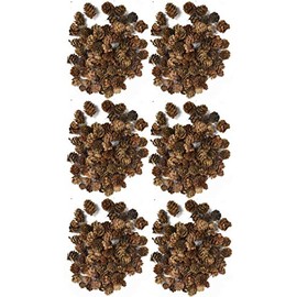 Black Duck Brand Set of 480 Grams Tamarack Pine Cones - 1"x1" - Real Pine Cones - Great for Crafts, Decorating, Ornaments and More!