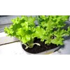 800 Lettuce Four Seasons Seeds – 30 Days, Heirloom, Non-GMO