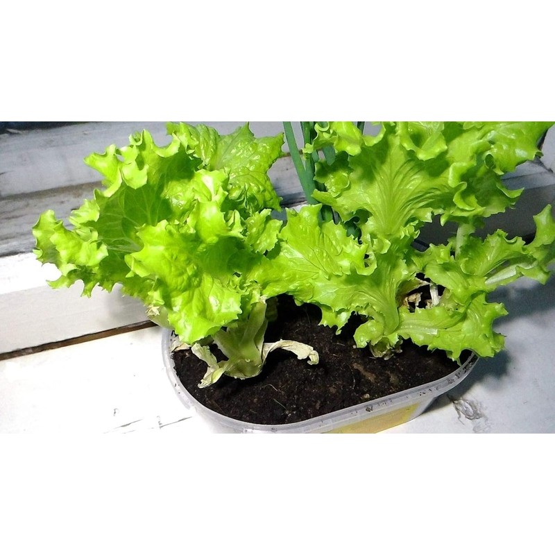 800 Lettuce Four Seasons Seeds – 30 Days, Heirloom, Non-GMO