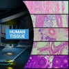 100P Microscope Slides with Biological Samples, Animals, Insects, Plants, Human