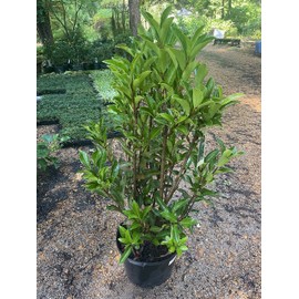 Chindo Viburnum (Viburnum awabuki 'Chindo')