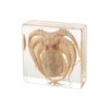 Real Taxidermy Octopus Animal Specimen in Resin for Science Classroom