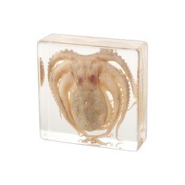Real Taxidermy Octopus Animal Specimen in Resin for Science Classroom Science Education