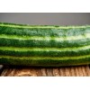 TomorrowSeeds Striped Armenian Cucumber Seeds | Painted Serpent Yard Persian