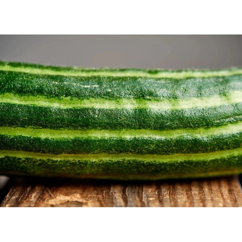 TomorrowSeeds Striped Armenian Cucumber Seeds | Painted Serpent Yard Persian
