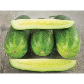 Monika Cucumber Seeds (45 Seeds) Seeds for Planting, Farm, Growing in Garden, Greenhouse, Vegetable, Fruit