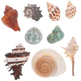 BESPORTBLE Sturdy Hermit Crab Shell Aquarium Ornament 9pcs Pack of Medium Shells for DIY Home Decor Random Style