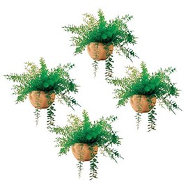 Miles Kimball Mysterious Air Fern, Set of 4 – Water & Soil Free House Plant