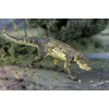 Safari Ltd. Postosuchus Figurine - Detailed 7.5" Prehistoric Figure -