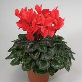 Cyclamen Rainer 15 Cyclamen Seeds Rainier Scarlet