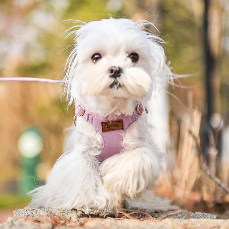 PUPTECK Dog Harness and Leash Set Small Sized, Lightweight Step-in