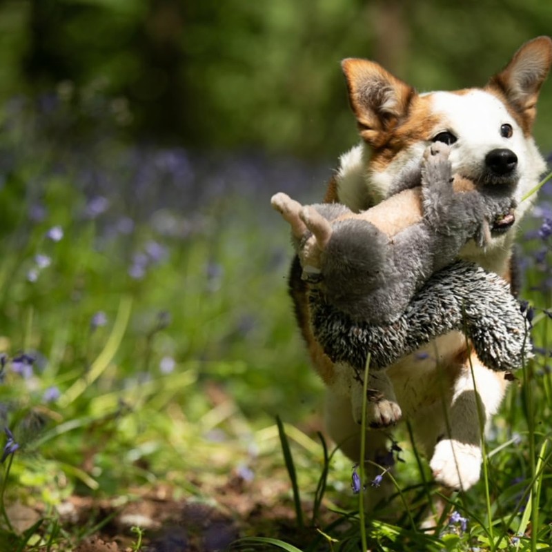 Petface Cyril The Squirrel Plush Dog Toy