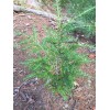 Tree 24-36" Eastern Hemlock Tree / Transplant; 1 tree; Bare