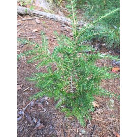 Tree 24-36" Eastern Hemlock Tree / Transplant; 1 tree; Bare Root