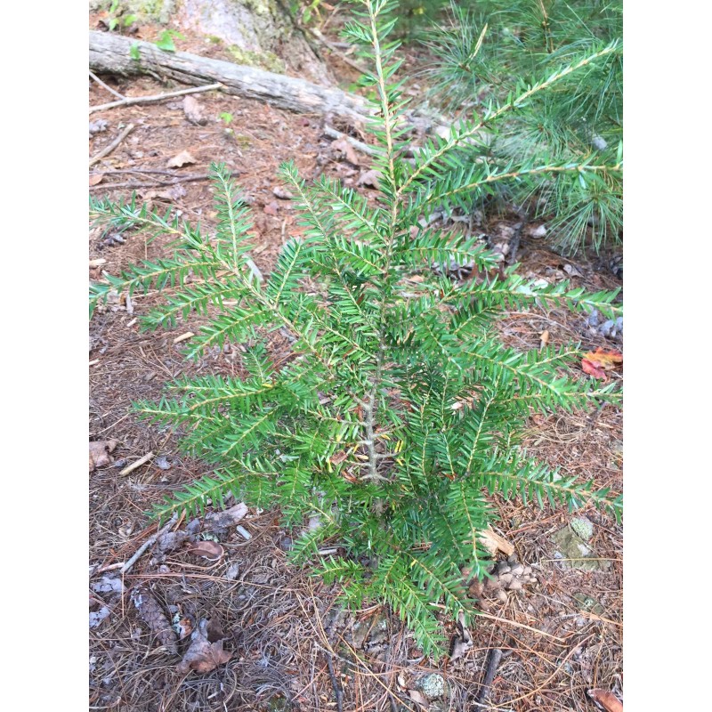 Tree 24-36" Eastern Hemlock Tree / Transplant; 1 tree; Bare