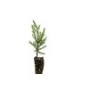 The Jonsteen Company Giant Sequoia | Small Tree Seedling |