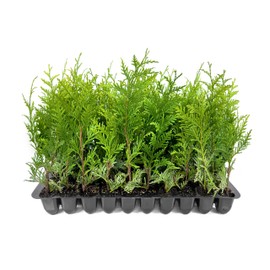 Thuja Green Giant | 30 Live Plants | Thuja standishii x plicata | Fast Growing Evergreen Trees | Privacy Hedge Plants for Landscaping