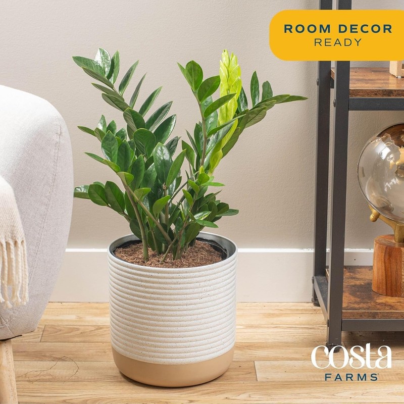 Costa Farms ZZ Live Indoor Tabletop Plant in 6-Inch Grower