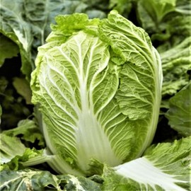 TomorrowSeeds Yong Chinese Napa Cabbage Seeds | USA Lettuce Asian Bok Choy Fresh Seed 2024
