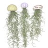 Jelly Moss, Spanish Moss, with Hanging Urchin Shell, Tillandsia Air
