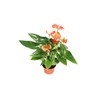 Orange Anthurium - 6" from California Tropicals