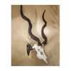 Skull Hooker Big Hooker Powder-Coated Steel Short Arm Trophy Mount
