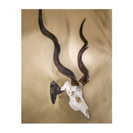 Skull Hooker Big Hooker Powder-Coated Steel Short Arm Trophy Mount - Perfect for Hanging and Mounting Larger Species - Bison, Cape Buffalo and Smaller Elk, Graphite Black