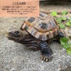 S.T.S.G Turtle Turtle Figurine Garden Gardening Garden Object Interior Decoration