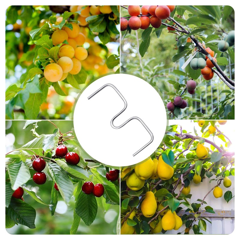 Pack of 30 Branch Separators for Fruit Trees, M Shaped