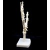 Human Hand Skeleton Model on Base, Hand Bone,Life Size, Articulated