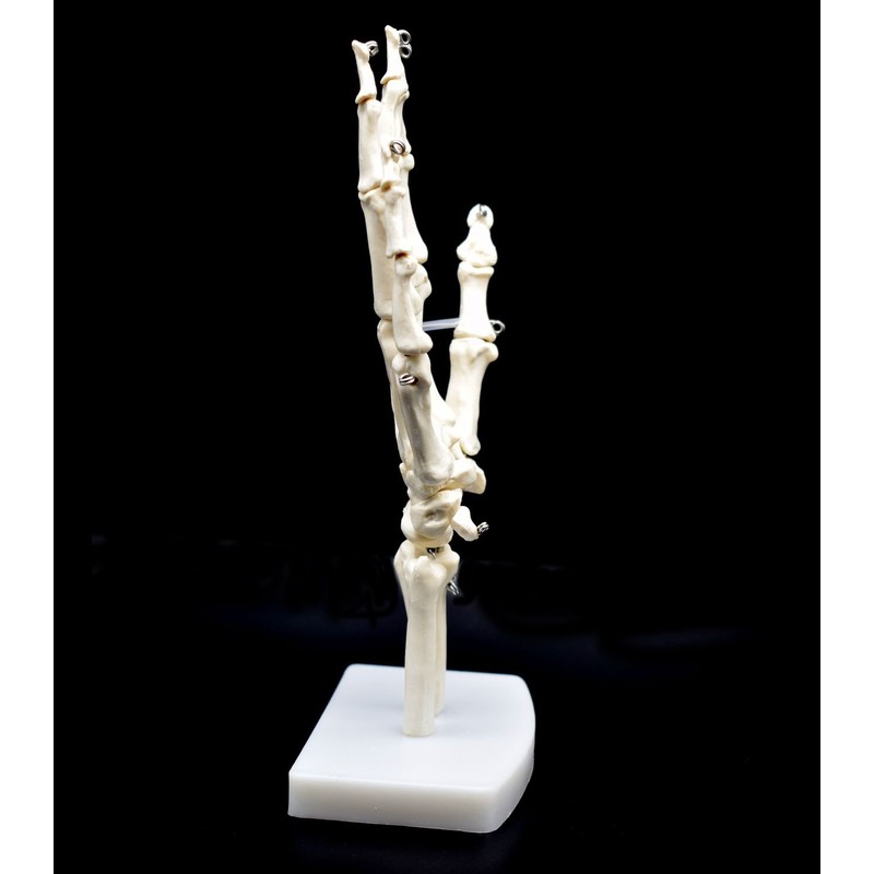 Human Hand Skeleton Model on Base, Hand Bone,Life Size, Articulated