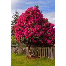 20 SEEDS for Pink Fuchsia CHERRY TREE rare blossom flowering exotic USA Seller