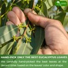 TOG999, Premium 100 Eucalyptus Leaf Tea Bags, 100% Natural &