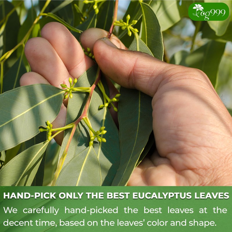 TOG999, Premium 100 Eucalyptus Leaf Tea Bags, 100% Natural &