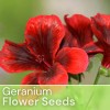 Fresh Packet Geranium Seeds - Fragrant - Fresh Harvest -