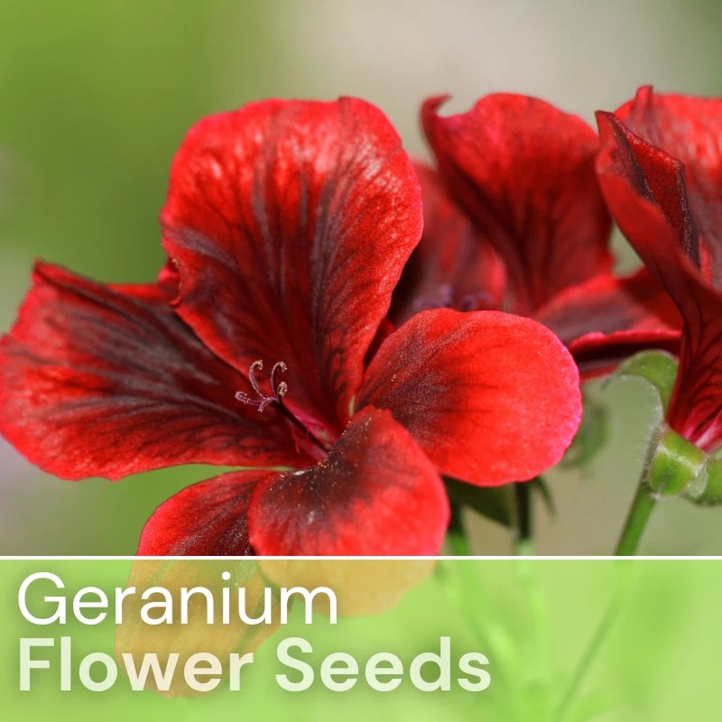 Fresh Packet Geranium Seeds - Fragrant - Fresh Harvest -