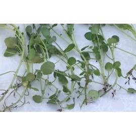 Watercress 10pcs Watercress Live Plant With Roots Live Vegetables Ready To Plant