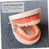 Ciieeo Teeth Model Educational Tool for Preschoolers Interactive Oral Education