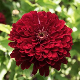 TomorrowSeeds - Meteor Burgundy Zinnia Seeds - 3600+ Count - For 2026 Planting Velvet Dark Red Maroon Landscaping Heat-Tolerant Long-Lasting Garden Flower Bouquet Grow Your Own Home Farm Patio Healthy