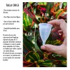 2 Copa Menstrual Angel Cup (chgde) 2 Vasos Esterilizador