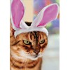 RSVP Angry Cat in Bunny Ears Funny : Humorous Easter