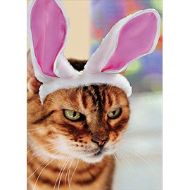 RSVP Angry Cat in Bunny Ears Funny : Humorous Easter Card