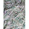 ALL AMERICAN Tournament Quality Soft Plastic Baits 50ct RAINBOW TROUT