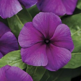 vinca jams jellies MPB#5 Vinca Seeds Vinca Jams & Jellies Blueberry 25 Seeds