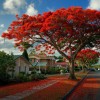 Tree Royal Poinciana - Flamboyant - Flame Tree - 3-6"