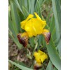 Bearded Iris 15 Bearded Iris Rhizomes – Easy to Grow,